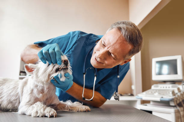 Best Emergency Dental Extractions in Duquesne, PA